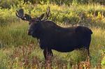 Pride of the Herd