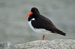 Oystercatcher