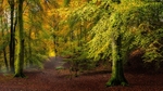 The-Perfect-Autumn-path