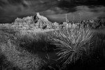 Desert Yucca