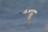 Little Tern (Sterna albifrons) in flight