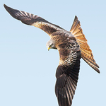 Red Kite