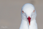Gull Portrait 2