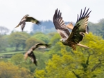 Red Kites