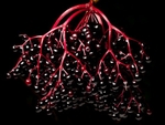Elderberries