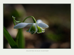 Galanthus nivalis 'Dionysos' 3