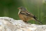 Ortolan Bunting