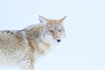 Coyote, white background, Hayden Valley, Yellowstone National Park