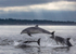 CHANORY DOLPHIN 2026 42