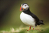 Puffin