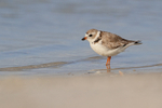 Piping Plover at lagoon edge, Fort De Soto Park, Florida