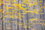 BACKUS WOODS #3, OCTOBER 2014 - NORFOLK COUNTY