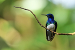 White-necked Jacobin (male) perched, Limon Province, Costa Rica