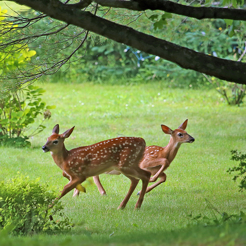 Fawns frolic on an urban lawn.