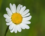 5. Daisy