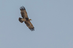 Tawny Eagle