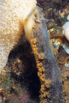 Tritonia hombergii feeding