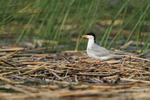 Forster's Tern (adult) on ground, Minnesota
