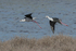 Black-winged Stilts