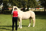 S47 - Mountain & Moorland In Hand Large Breeds portfolio