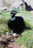 Nesting Shag