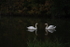 Two Swans II