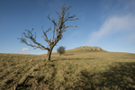 4685 Lan Fawr and trees - winter