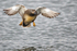 Gadwall (Anas strepera) male landing