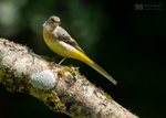 Grey Wagtail