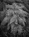 Black and White Photograph of Fern Leaves