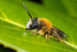 Andrena fulva (m)