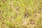 SBM_06251