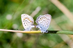 Pair of Silver Studded Blues