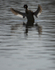 GREAT CRESTED GREBE ref Grebe 8