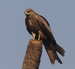 Black Kite