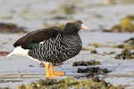 Kelp Goose (female) close view, Carcass Island, Falklands