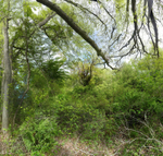 The Hidden Forest, Nantucket