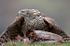 Goshawk 1