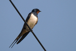 Swallow