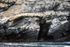Peruvian Booby colony, Chanaral Island, Chile