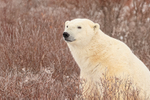 Polar Bear sitting in willow, Churchill, Canada