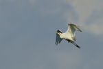 Cattle Egret portfolio
