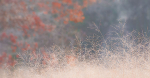 COLOUR -  WEEK #46