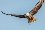 Breakfast at Conowingo