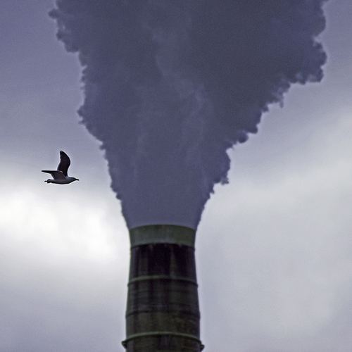 A gull makes a routine pass by a large smokestack in a heavily
industrialized setting.
