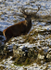 RED DEER ref rd 9a
