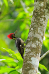 Lineated Woodpecker portfolio