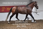 BPP_2822