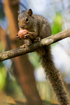 Ochre Bush Squirrel, Nairobi, Kenya