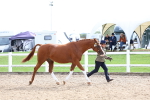 SBM_04450